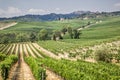 Vineyard in the area of Ã¢â¬â¹Ã¢â¬â¹production of Vino Nobile, Montepulciano, Italy